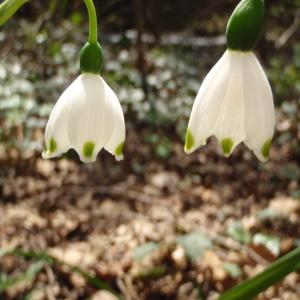 Photographie n°294041 du taxon Leucojum pulchellum Salisb. [1807]