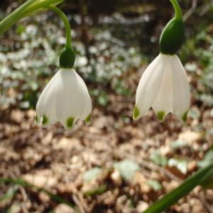 Photographie n°294042 du taxon Leucojum pulchellum Salisb. [1807]