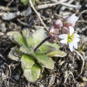 Photographie n°294044 du taxon Draba verna L.