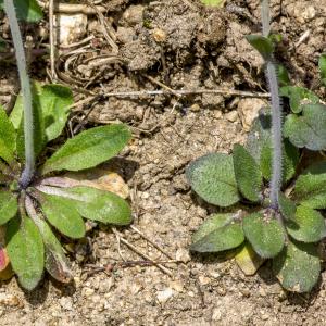 Photographie n°294063 du taxon Arabidopsis thaliana (L.) Heynh.