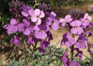 Genevieve Botti, le 30 mars 2015 (Solliès-Ville (Chateau la Castille))