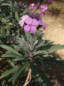 Genevieve Botti, le 30 mars 2015 (Solliès-Ville (Chateau la Castille))