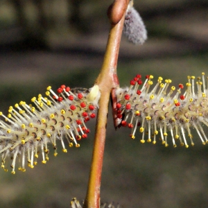 Photographie n°294075 du taxon Salix alba L. [1753]