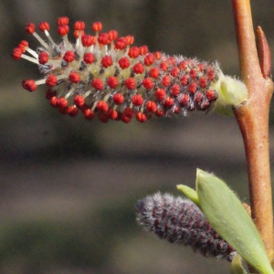 Photographie n°294078 du taxon Salix alba L. [1753]