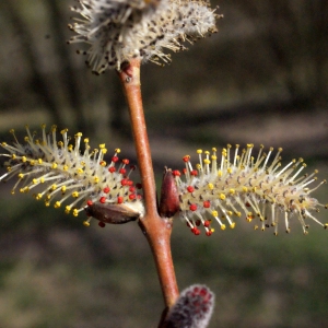 Photographie n°294080 du taxon Salix alba L. [1753]