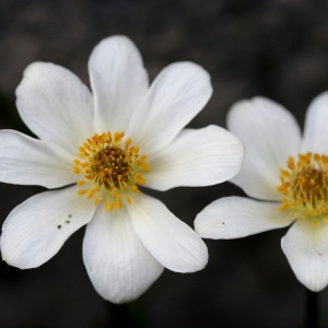 Anemone baldensis L. (Anémone du mont Baldo)