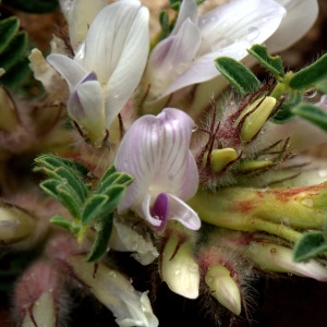 Astragalus sempervirens Lam. (Astragale aristé)