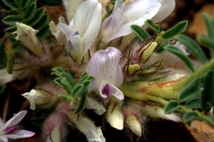 Dany PERRIER, le  1 juillet 2013 (Saint-Étienne-de-Tinée (col de la bonette))