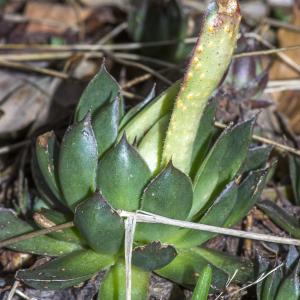 Photographie n°294097 du taxon Sempervivum tectorum L. [1753]