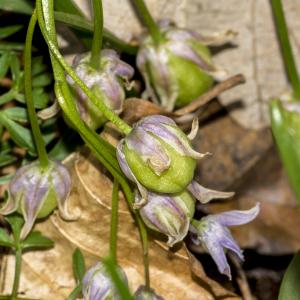  - Scilla bifolia sensu L.