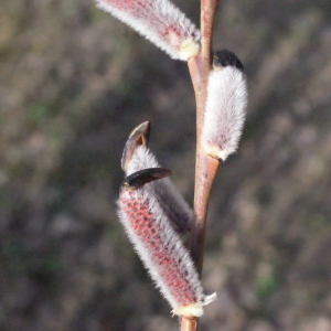 Photographie n°294148 du taxon Salix alba L. [1753]