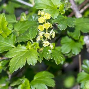 Photographie n°294205 du taxon Ribes alpinum L.