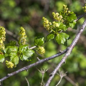 Photographie n°294206 du taxon Ribes alpinum L.