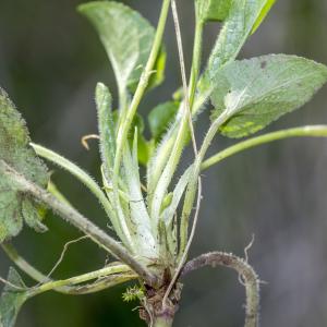 Photographie n°294207 du taxon Viola hirta L. [1753]