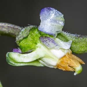 Photographie n°294210 du taxon Viola hirta L. [1753]