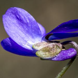 Photographie n°294214 du taxon Viola hirta L. [1753]