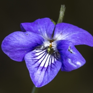 Photographie n°294229 du taxon Viola riviniana Rchb. [1823]