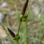  Paul Fabre - Carex halleriana Asso [1779]