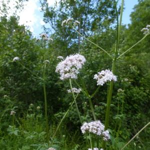 Photographie n°294241 du taxon Valeriana officinalis subsp. sambucifolia (J.C.Mikan ex Pohl) Celak. [1871]