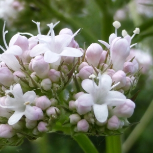 Valeriana officinalis subsp. sambucifolia Hayw. (Valériane à feuilles de sureau)