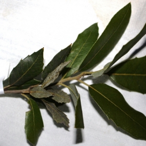 Photographie n°294255 du taxon Quercus ilex L. [1753]