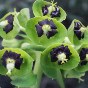 Photographie n°294262 du taxon Euphorbia characias L.