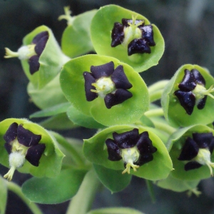 Photographie n°294263 du taxon Euphorbia characias L.