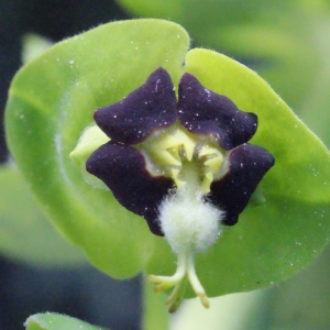 Photographie n°294265 du taxon Euphorbia characias L.