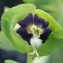  Liliane Roubaudi - Euphorbia characias L.
