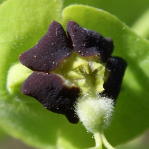 Euphorbia characias var. eriocarpa (Bertol.) P.Fourn. (Euphorbe characias)