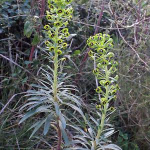 Photographie n°294269 du taxon Euphorbia characias L.