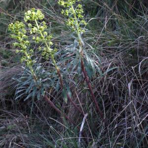 Photographie n°294272 du taxon Euphorbia characias L.