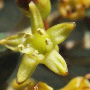 Rhamnus alaternus var. chlorocarpus P.P.Ferrer, M.Pereira, Ll.Viciano & E.Laguna (Alaterne)