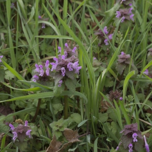 Photographie n°294316 du taxon Lamium purpureum L. [1753]