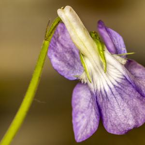 Photographie n°294323 du taxon Viola riviniana Rchb. [1823]