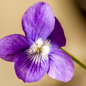 Photographie n°294324 du taxon Viola riviniana Rchb. [1823]