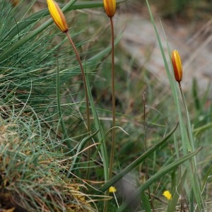 Photographie n°294341 du taxon Tulipa sylvestris subsp. australis (Link) Pamp. [1914]