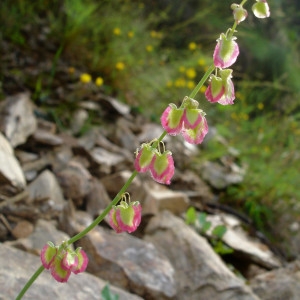 Photographie n°294343 du taxon Rumex scutatus L. [1753]