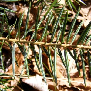 Abies alba subsp. cephalonica (Loudon) K.Richt. (Sapin de Céphalonie)