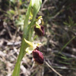 Photographie n°294390 du taxon Ophrys exaltata Ten. [1819]