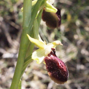 Photographie n°294391 du taxon Ophrys exaltata Ten. [1819]
