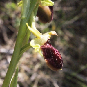 Photographie n°294392 du taxon Ophrys exaltata Ten. [1819]