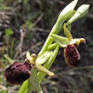 Photographie n°294393 du taxon Ophrys exaltata Ten. [1819]