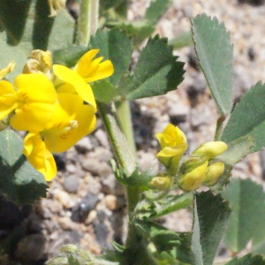 Photographie n°294431 du taxon Medicago littoralis Rohde ex Loisel. [1810]