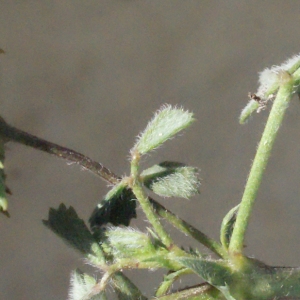 Photographie n°294438 du taxon Medicago littoralis Rohde ex Loisel. [1810]