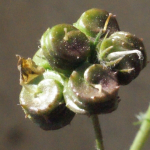 Photographie n°294444 du taxon Medicago littoralis Rohde ex Loisel. [1810]