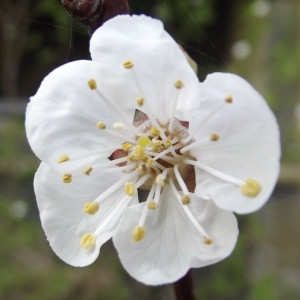 Photographie n°294450 du taxon Prunus armeniaca L. [1753]