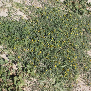 Photographie n°294454 du taxon Medicago littoralis Rohde ex Loisel. [1810]