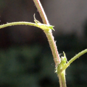 Photographie n°294462 du taxon Medicago littoralis Rohde ex Loisel. [1810]