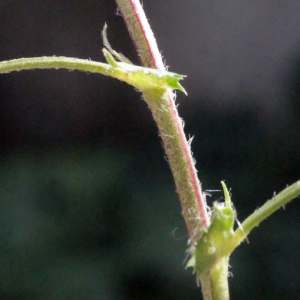 Photographie n°294465 du taxon Medicago littoralis Rohde ex Loisel. [1810]